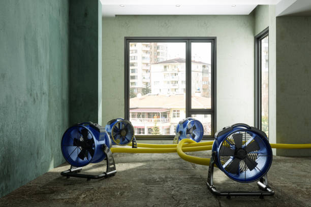 Best Professional water damage repair  in Cypress Landing, NC